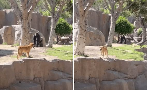 Watch How Dog Walks Into The Gorilla Enclosure At US Zoo, Is Rescued Later