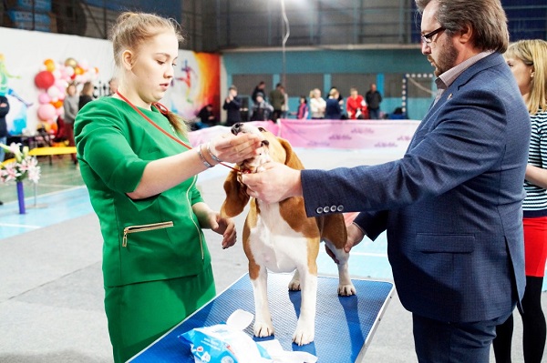 Westminster Kennel Club Dog Show 101