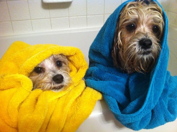 Worms in Dogs Facts You Want You to Know About Worms in Dogs