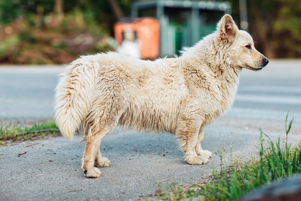 Post Pictures, Location of Strays on App after Dog Sterilization