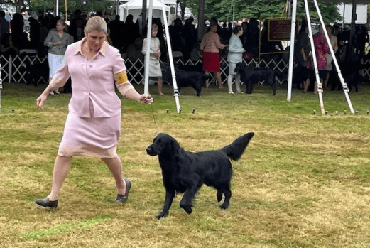 A Dog From Lowcountry Returns From An Appearance At Westminster