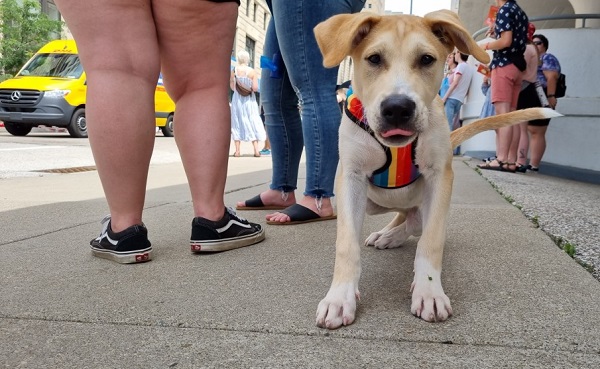 Canada Bans Dog Imports From More Than 100 Countries