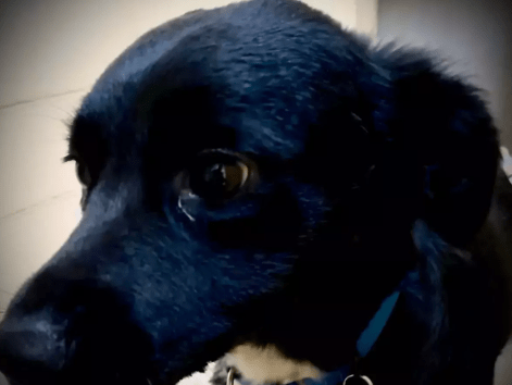 Dog Helps Rescue Owner Who Fell 70 Feet in California Forest