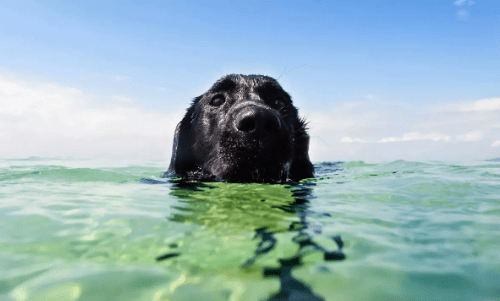 Dog Reunited With Owners After Felling From A Yacht During Storm