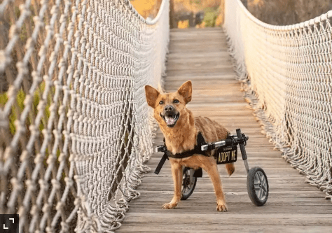 Dog with Special Needs Still Looking for Home After a Year in Shelter with No Applications