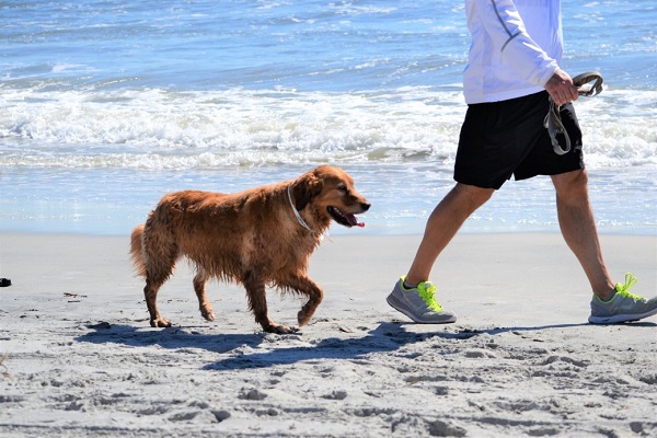 Head to the Beach and Soak Up the Sun with Your Furry Friend by Your Side