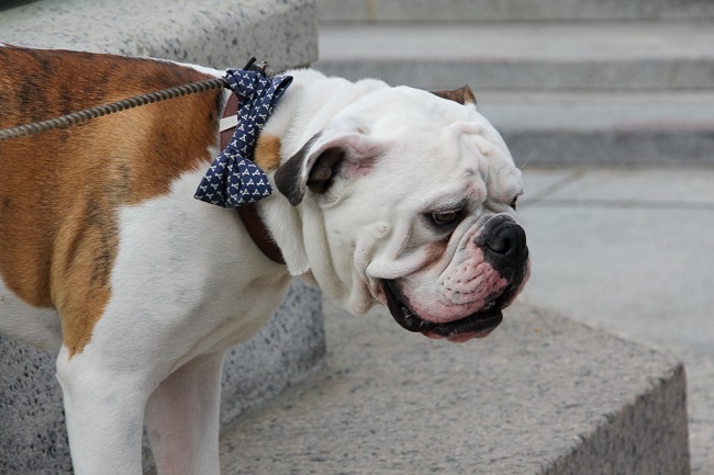 Heat Stroke In Dogs – What Does It Look Like And How To Handle It