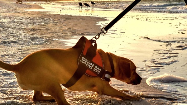 How to Approach a Scared, Nervous or Worried Dog