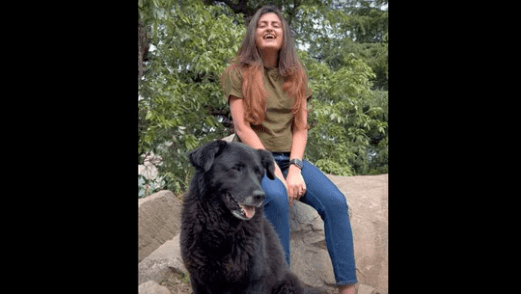 Mountain Dog Guides Trekkers Through The Journey