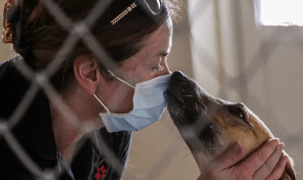 Shooters Kill 29 Dogs and Puppies in Qatar as They Prepare for World Cup