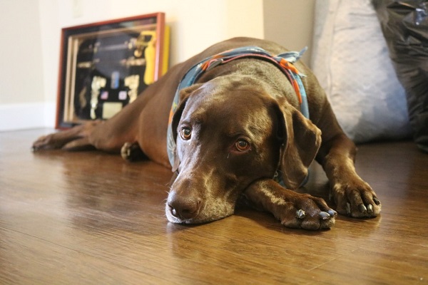 Signs Your Dog Just Had A Stroke