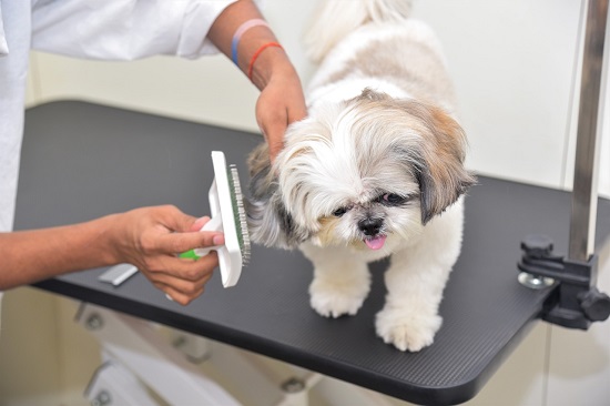 Tips For Taking Care Of Your dog In The Monsoon