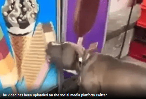 Today's Dose of Cuteness Dog Licking, Biting Poster of Ice Cream