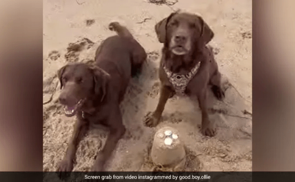 Two Pet Dogs Building A Sand Castle Goes Viral Watch