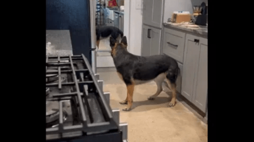 Watch Dog Getting Confused by Seeing Its Reflection