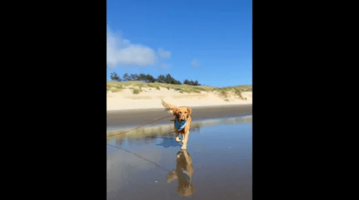 Watch Pet Parents Celebrate Their Pup's Birthday In A 'pawsome' Way-min