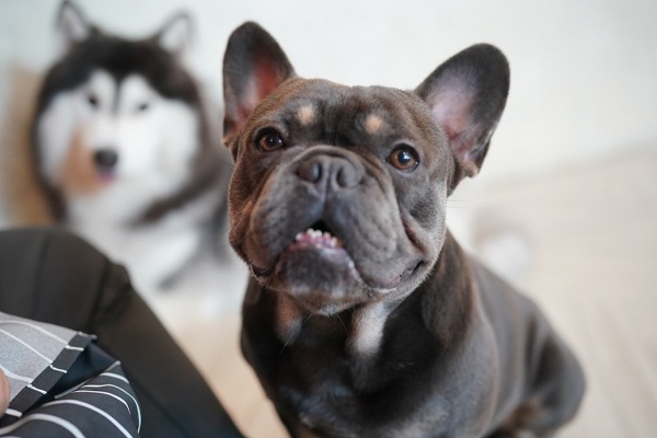 Ways to increase the lifespan of a French Bulldog