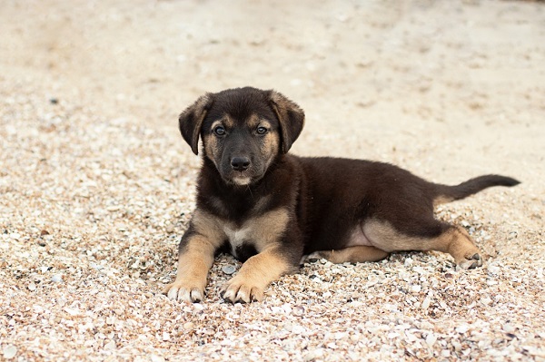 What Is the Best Age of Puppies to Adopt