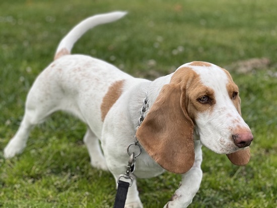 Which Breeds are Most Likely to Get Heat Stroke