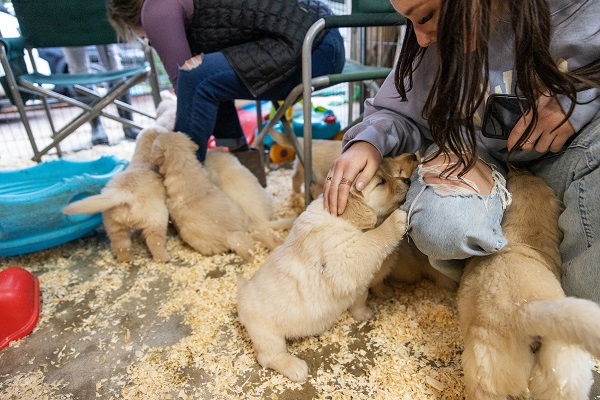 Best Dog Breeder Websites