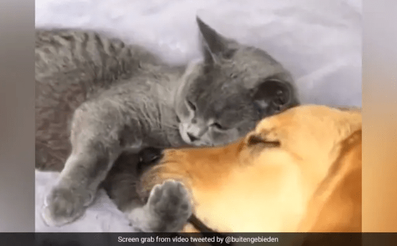 Cat And Dog Deliver Strong Friendship Message