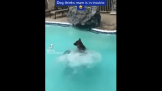 Dog Thinks Pet Mom Is In Trouble, Jumps Into The Pool To Save Her