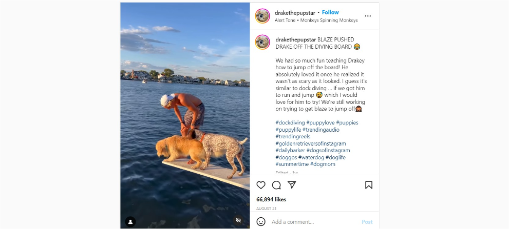 Dog jumping into water