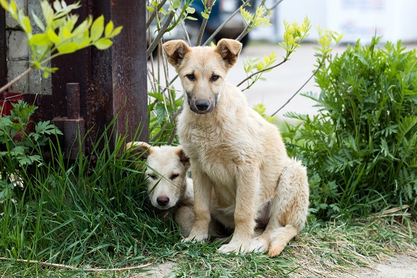 How To Help Strays Animals During Monsoon