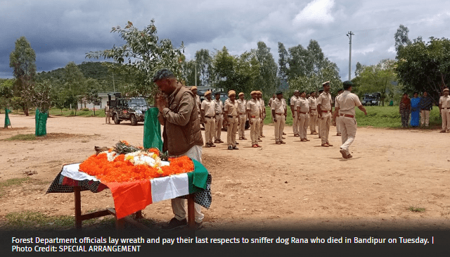 Sniffer Dog Rana of Bandipur Tiger Reserve Passes Away