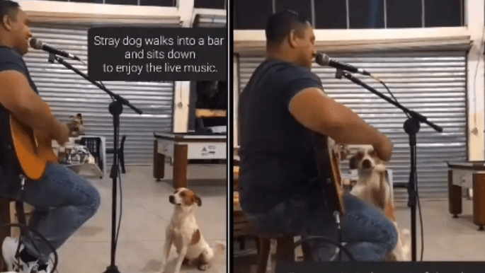 Stray Dog Listen To Live Music And See What Happened Next