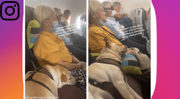 Women Give Her Pillow To Service Dog On An Airplane To Make Him Comfortable