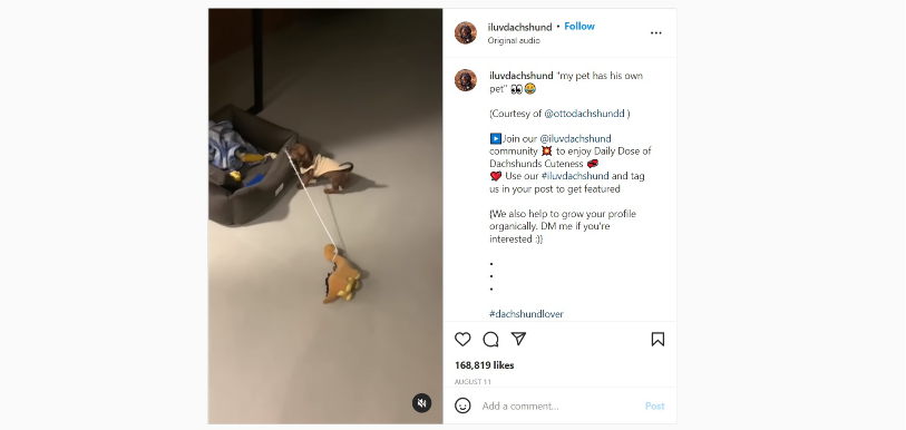 dachshund with soft toy