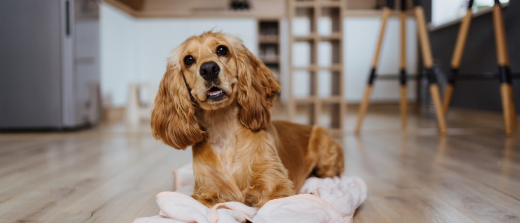 dog sitting on blanket