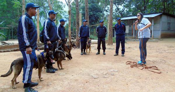 dogs sniff poachers