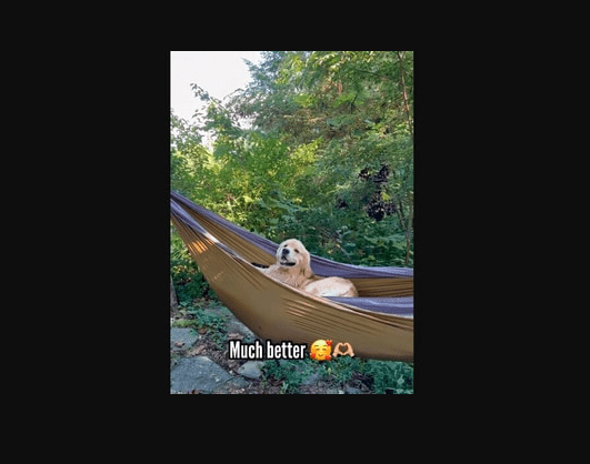 Golden Retriever Convincing Pet Dad To Let Him Sit In A Hammock