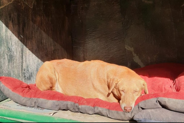 Shelter for stray dogs