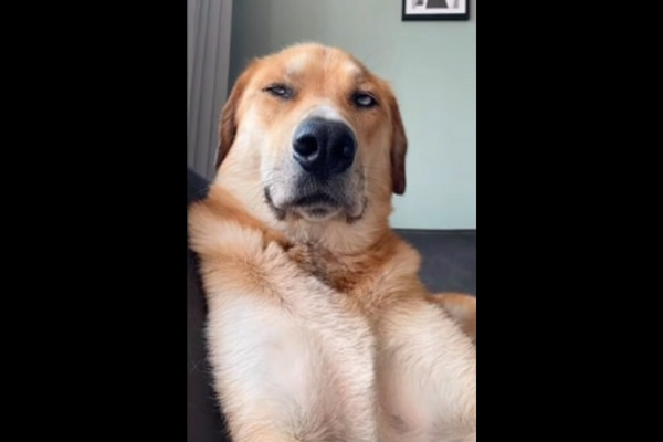 The dog with an attitude