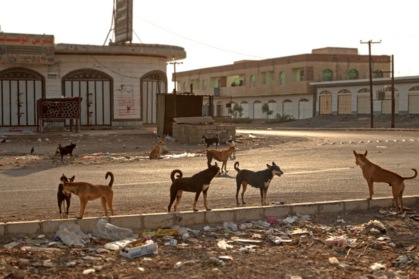 Dehradun Introduces Stricter Dog Ownership Rules: FIRs in Bite Cases and Mandatory Licensing
