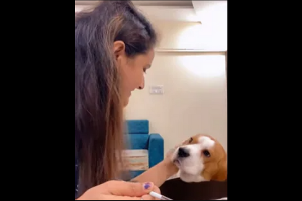 Beagle Dog Cutely Looks Into Pet Mom’s Eyes As She Works