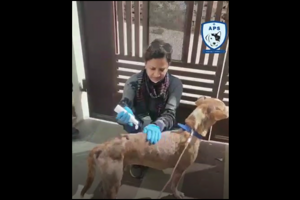 Rescue Story of Joy Will Melt Your Heart