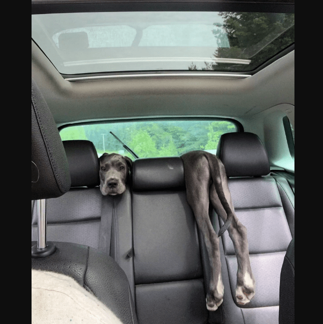 Puppy Optical Illusion