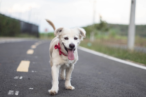 Why Dogs Tilt Their Head When Listening