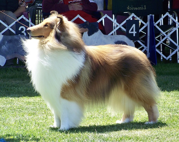 Complete List Of Breeds By The Group At The 2022 National Dog Show