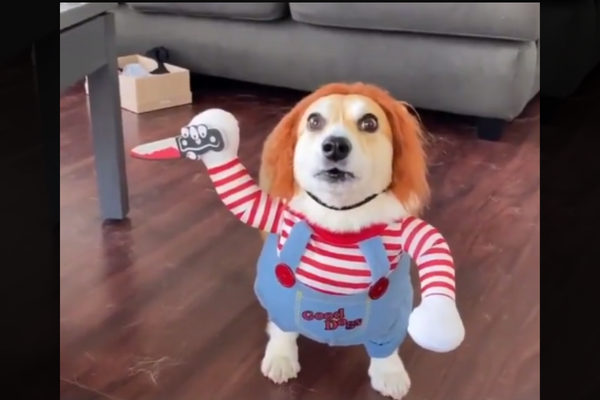 Dog Going For A Scary Look With Chucky's Costume Fails As It Looks Cute