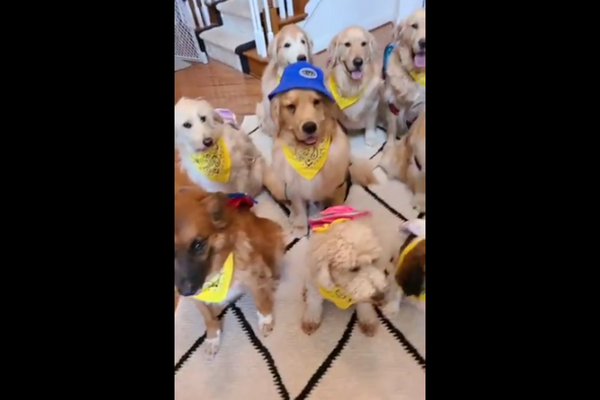 Cute Dogs Waiting For School Bus