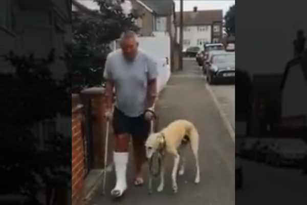 A Dog Imitating Its Injured Human