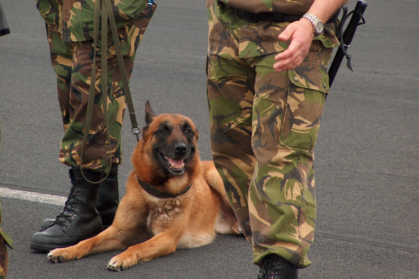 Retired Military Dogs await adoption