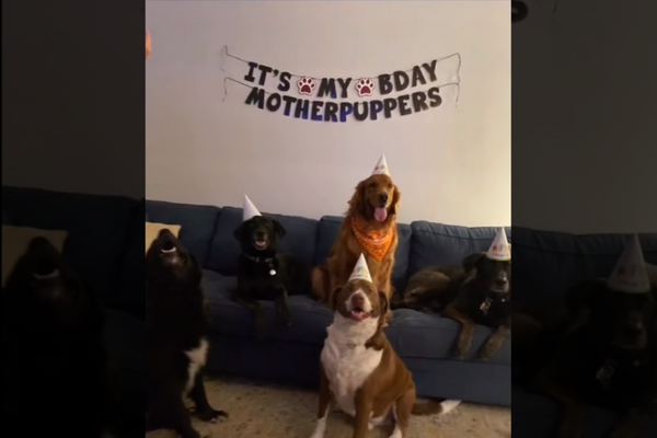 Pet Dog ‘Invites’ Dog Friends Over For A Birthday Party