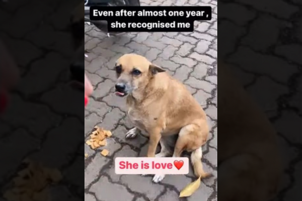Mumbai Woman Revisits The Dog She Fed During Lockdown