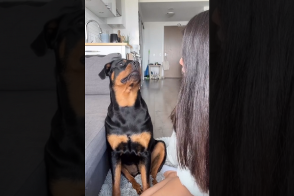 Women Tells Her Name For The First Time To Pet Dog and How It Reacts